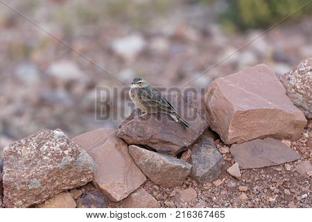 Ortolan Bunting (emberiza Hortulana)