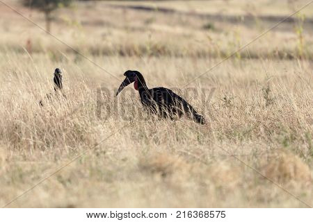 Northern Ground Hornbill (bucorvus Abyssinicus)