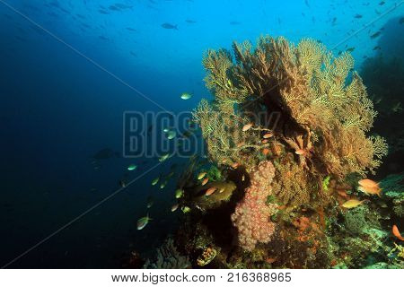 Colorful Coral Reef against Blue Water. Fam Raja Ampat Indonesia