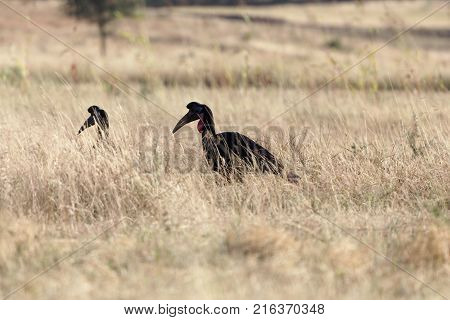 Northern Ground Hornbill (bucorvus Abyssinicus)