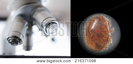 Varroa Destructor Bee Parasite - Microscope Photo