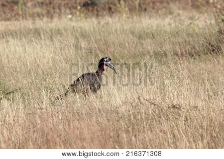 Northern Ground Hornbill (bucorvus Abyssinicus)