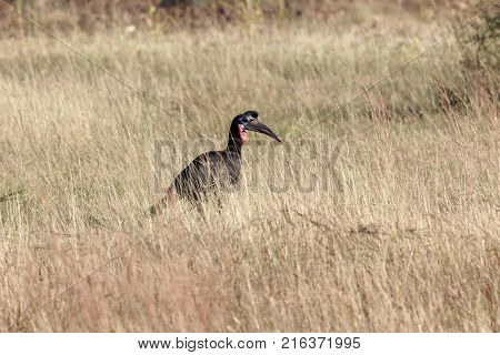 Northern Ground Hornbill (bucorvus Abyssinicus)