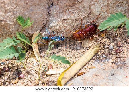 The emerald cockroach wasp or jewel wasp is a solitary wasp. It is known for its unusual reproductive behavior, which involves stinging a cockroach and using it as a host for its larvae as shown here.