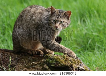 Close up of a wild cat sitting on a fallen tree