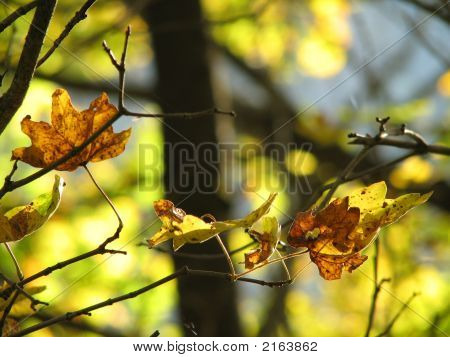 Automne
