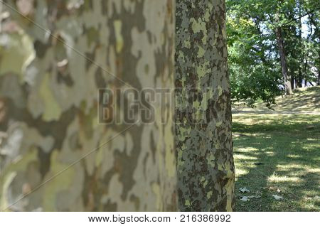 Two Trees In Park