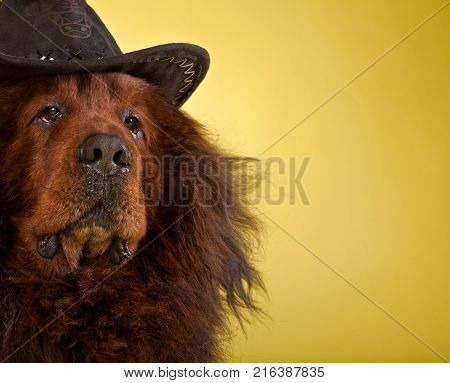 tibetan mastiff dog in hat studio quality