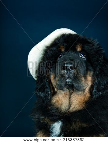 Tibetan Mastiff in gentlemen's hat studio quality