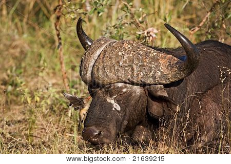 Buffalo dormendo in erba con Bufaga pulizia