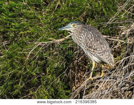 A Nankeen Night Heron perched on a tree at Herdsman Lake in Perth, Western Australia.