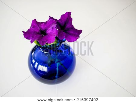 Two purple petunias in a shiny blue glass vase on a white background.