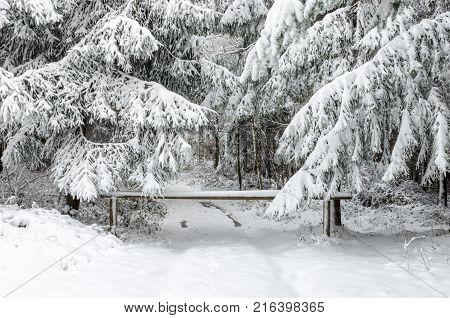 wooden barrier blocks a path in snowy pine forest