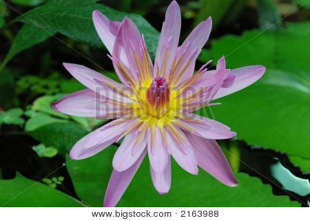 Lirio de agua