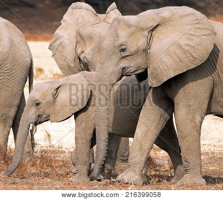 Family of elephants (Loxodonta Africana) browsing on the plains in South Luangwa national park Zambia