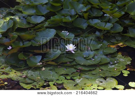 Water ilies grow in a pond and please passersby