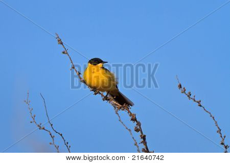 Cutrettola Warble