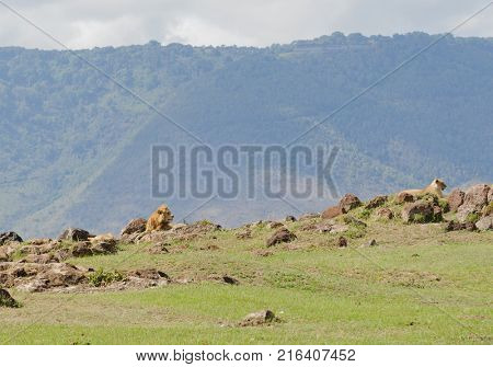 Lion pride (scientific name: Panthera leo, or 