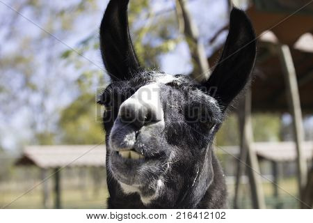 Funny alpaca greeting the camera in a private zoo