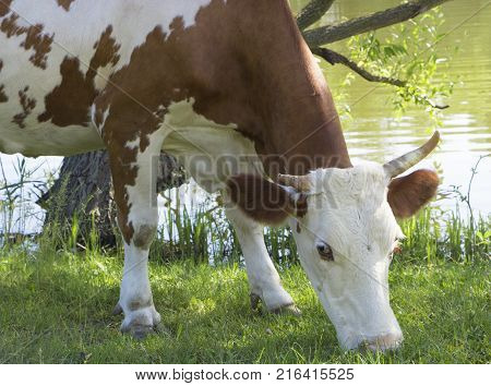 A cow grazing on a green meadow on a clear summer sunny day.
