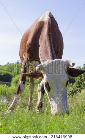 A cow grazing on a green meadow on a clear summer sunny day.