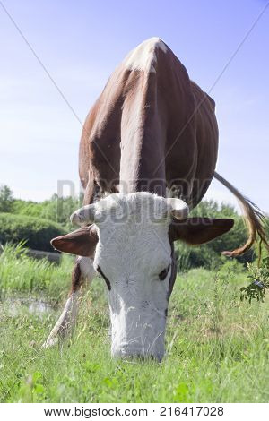 A cow grazing on a green meadow on a clear summer sunny day.