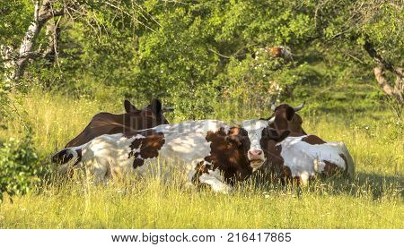 A cow grazing on a green meadow on a clear summer sunny day.