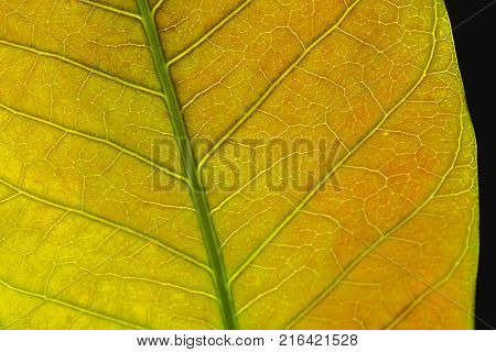 Close up Abstract yellow leaf texture for background