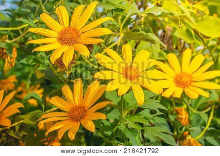 Tree marigold Mexican tournesol Mexican sunflower Japanese sunflower Nitobe chrysanthemum
