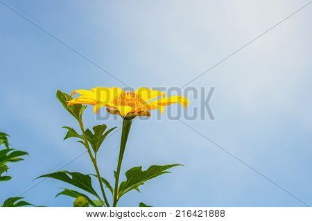 Tree marigold Mexican tournesol Mexican sunflower Japanese sunflower Nitobe chrysanthemum