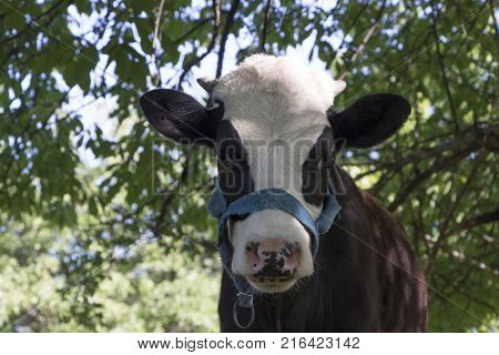 A cow grazing on a green meadow on a clear summer sunny day.