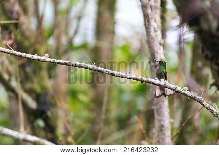 A Beautiful Turquoise And Blue Hummingbird In The Cloud Forest At The Recinto Del Pensamiento Nature