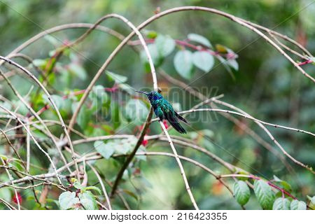 A Beautiful Turquoise And Blue Hummingbird In The Cloud Forest At The Recinto Del Pensamiento Nature