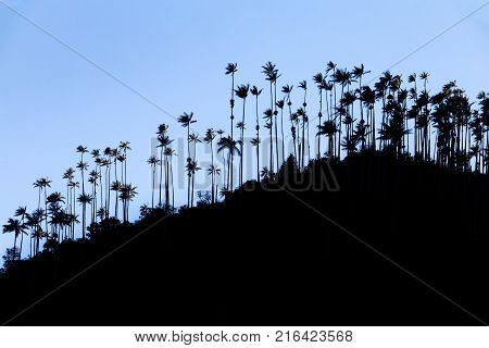 Morning Silhouette View Of Wax Palms Near The Los Nevados National Park Near Salento Colombia.