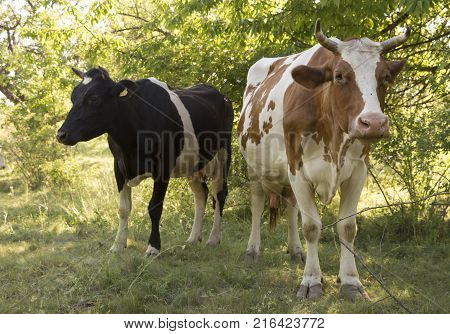 A cow grazing on a green meadow on a clear summer sunny day.