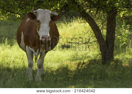 A cow grazing on a green meadow on a clear summer sunny day.