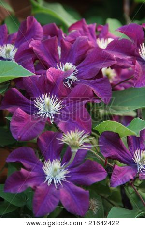 Lilla clematis