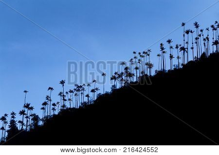 Early Morning Silhouette View Of Wax Palms Near The Los Nevados National Park Near Salento Colombia.