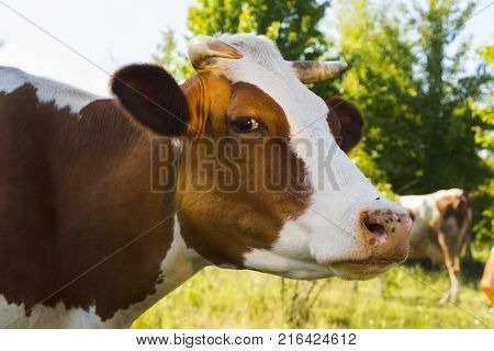 A cow grazing on a green meadow on a clear summer sunny day.
