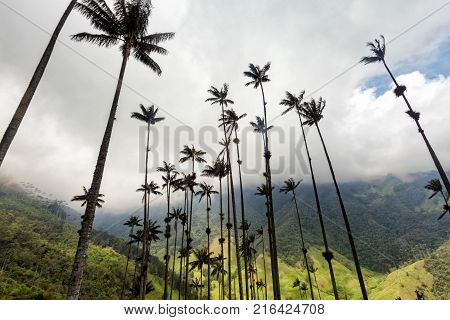 Wax Palms Rising Up Into The Clouds Above The Cocora Valley In Salento Colombia.