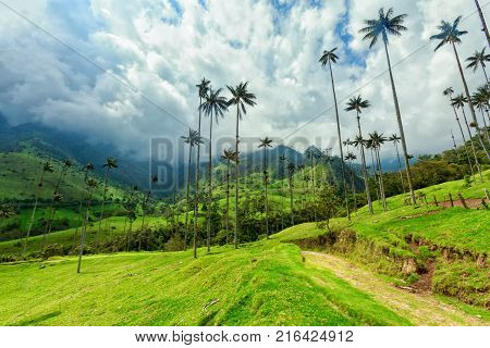 Green Pasture In The Cocora Valley Near Salento Colombia.