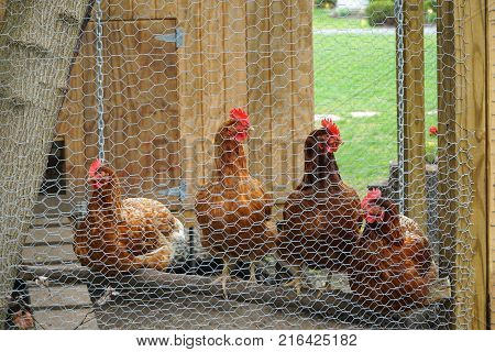 close up on chicken in side coop in back yard