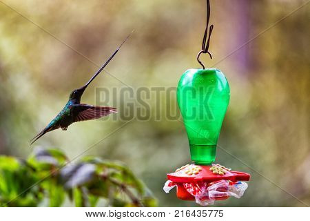 A Long Billed Hummingbird With Tongue Outstretched Flying In To Feed Near Salento Colombia.
