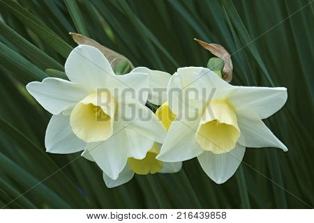 Jonquilla daffodil (Narcissus x Silver Smiles). Close up image of flowers