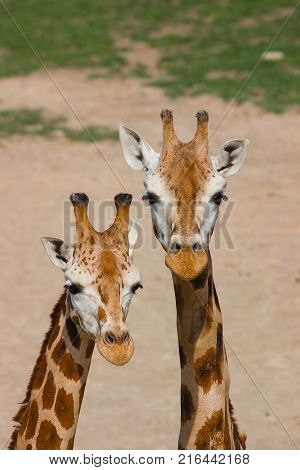 Detail of two Rothschildi Giraffe in national reserve