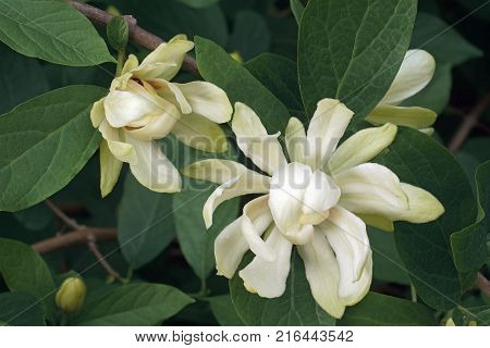 Venus sweetshrub (Calycanthus x Venus). Hybrid of Calycanthus chinensis and