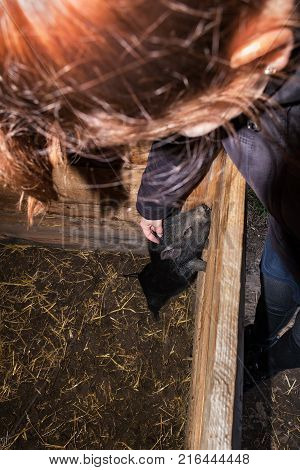 Young girl scratches head of mini pig in wooden barn