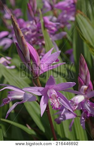 Hyacinth orchid (Bletilla striata). Called Chinese ground orchid also