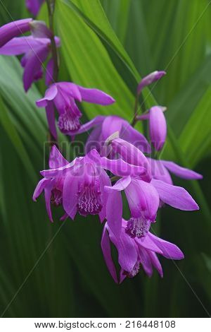 Hyacinth orchid (Bletilla striata). Called Chinese ground orchid also