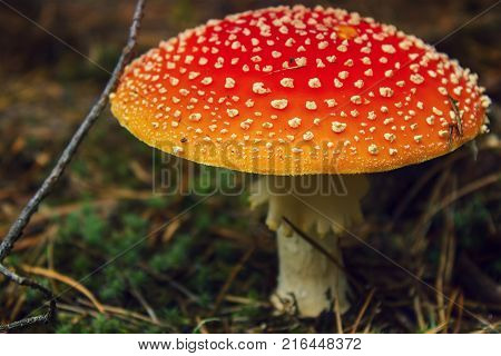 Toadstools in the grass at spruce soil
